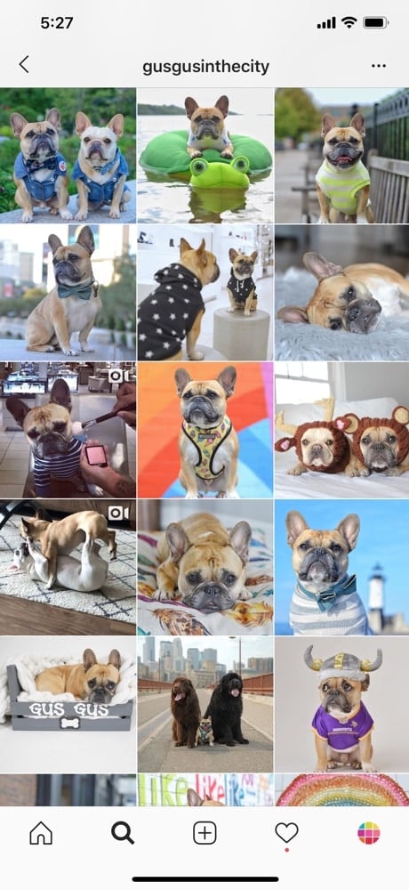 Instagram Tips for Dog Accounts from the Famous @gusgusinthecity ...