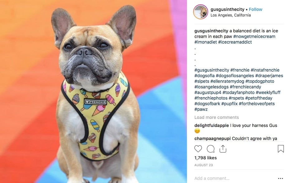 Gus the Bulldog Workout Instagram