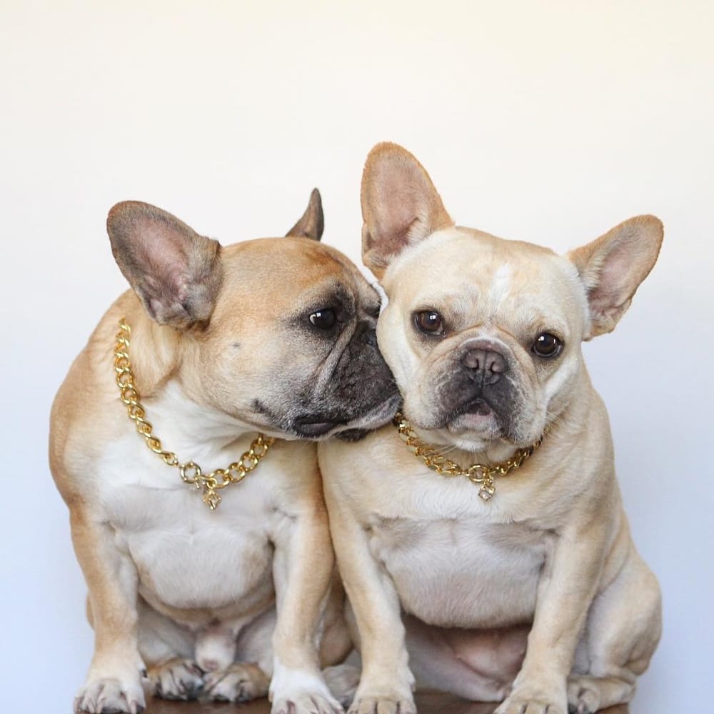 Instagram Tips for Dog Accounts from the Famous @gusgusinthecity ...