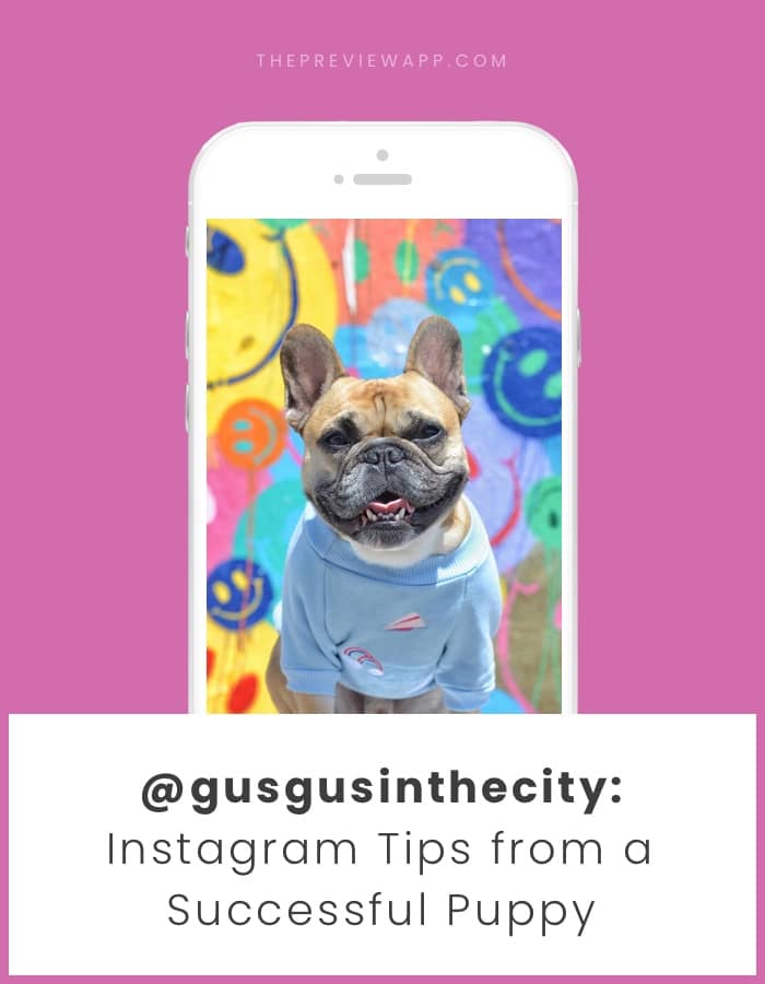 Instagram tips for dog accounts with @gusgusinthecity