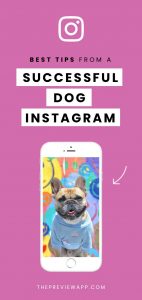 Instagram Tips for Dog Accounts from the Famous @gusgusinthecity ...