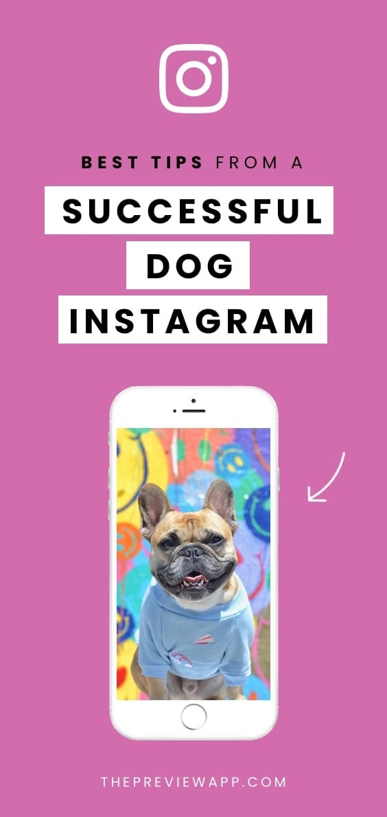 Instagram Tips for Dog Accounts from the Famous @gusgusinthecity (Behind  the Feed) - Preview App